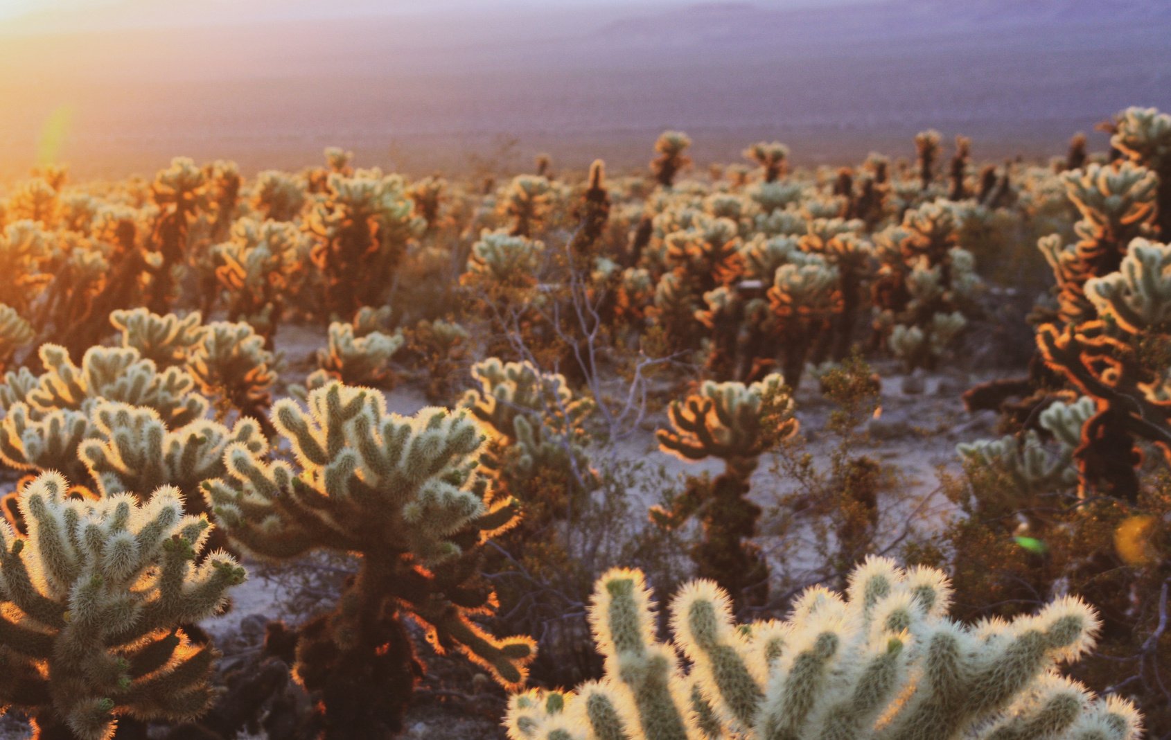 Joshua Tree