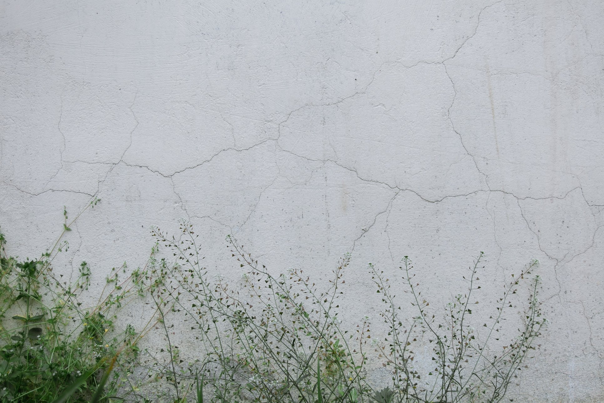 Green plants growing near weathered white house in countryside